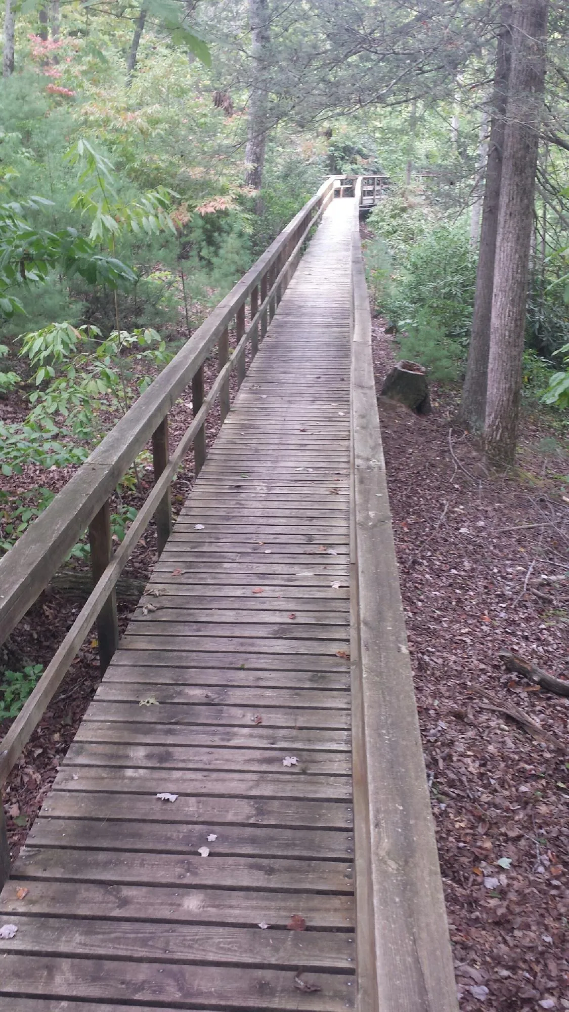 Long wood walkway with handrails built through the woods in Laurens
